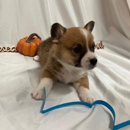Blue male - White and red male Pembroke Welsh Corgi puppy in Pleasant Plains, Arkansas from PBA Kennel