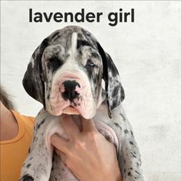 Lavender Female - Merle female Great Dane puppy in Northeast, Pennsylvania from Bluestone Valley Great Danes