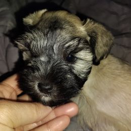 Riku (salt and pepper) - Salt and pepper male Miniature Schnauzer puppy in Florida from Central Florida Schnauzers