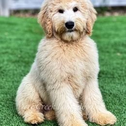 Australian Labradoodle, Cavapoo, and Goldendoodle Puppies from Deer Creek Labradoodles