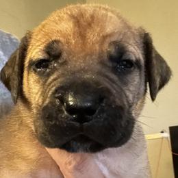 Pocahontas - Brindle female Boerboel puppy in Bon Aqua, Tennessee from Erickson Ranch Boerboels