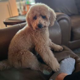 Goldendoodles from County Line Kennel