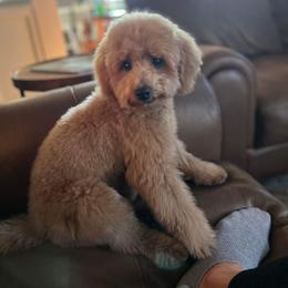 Goldendoodles from County Line Kennel