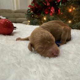 Wayne - Red  male Poodle puppy in Vilonia, Arkansas from Donna’s Pretty Poodles