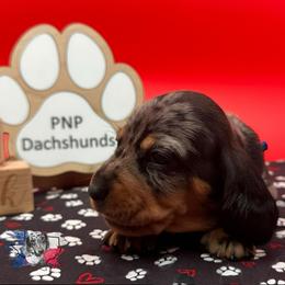 Chuckie - Dapple male Dachshund puppy in Ben Wheeler, Texas from P&P Dachshunds