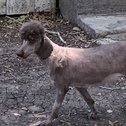 Louise - Poodle
