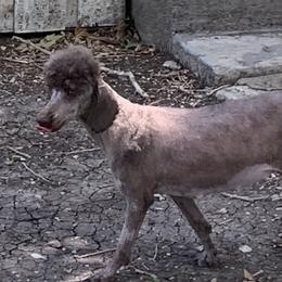 Louise - Poodle