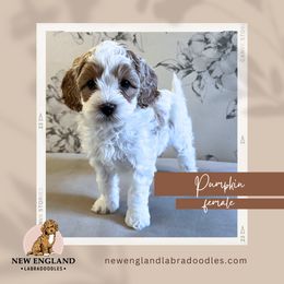 Pumpkin - Cream Australian Labradoodle puppy in Mendon, Massachusetts from New England Labradoodles