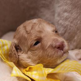 Ivory - Cream female Goldendoodle puppy in Forney, Texas from Diamond Doodle Pups and Poodles