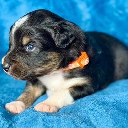 Orange collar - Black tri male Miniature Australian Shepherd puppy in 32046, Florida from River Hill Ranch