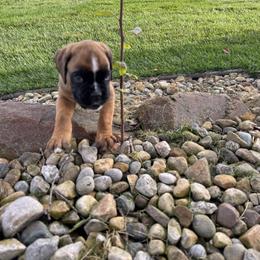 Benji - European - Fawn male Boxer puppy in Wellington, Ohio from Brinkhaven Boxers