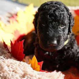 Curly-Coated Retriever Puppies from CHAPARRAL CURLY RETRIEVERS