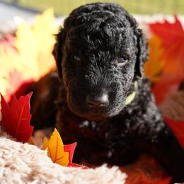Curly-Coated Retriever Puppies from CHAPARRAL CURLY RETRIEVERS
