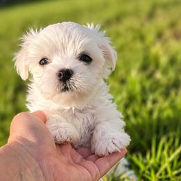 Boy 1 - White male Maltese puppy in New Port Richey, Florida from Purebred Maltese puppies Florida