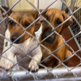 Rhodesian Ridgeback Puppies from Lyonnese Rhodesian Ridgebacks