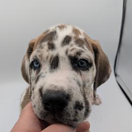 Great Dane Puppies from R&R Breeding and Pet Care