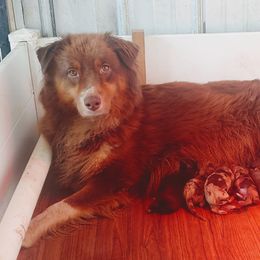 Sovi - Australian Shepherd