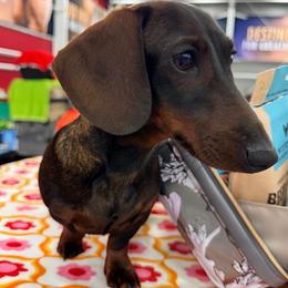 Mayhem - Dachshund
