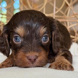 December - Tri-color male Cavapoo puppy in Yuciapa, California from AlltheDoodlez_