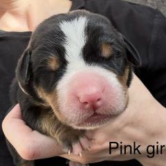 Pink girl - Black, white and red female Greater Swiss Mountain Dog puppy in Woodland, Washington from Woodland Swissie’s