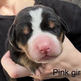 Pink girl - Black, white and red female Greater Swiss Mountain Dog puppy in Woodland, Washington from Woodland Swissie’s