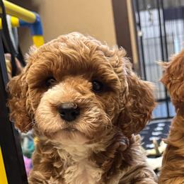 Cherry - Red female Cavapoo puppy in Peoria, Arizona from Cactus Doods