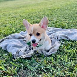 Lulu's Green Boy - White and red male Pembroke Welsh Corgi puppy in Vilonia, Arkansas from Lucky Pups Corgis