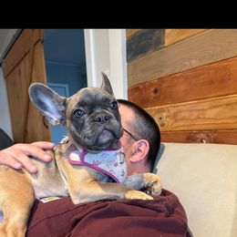 French Bulldog Puppies from Lance Miller