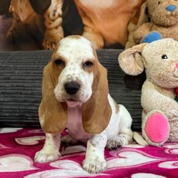 George - Red and white male Basset Hound puppy in Pilot Mtn, North Carolina from Lowdown Love Basset Hounds