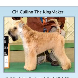 Neville - Soft Coated Wheaten Terrier