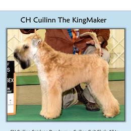 Neville - Soft Coated Wheaten Terrier