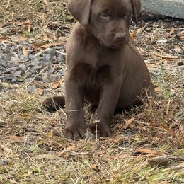 Empress - Chocolate female Labrador Retriever puppy in Eden, North Carolina from Black House Sports Dogs