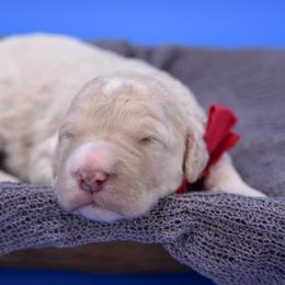 Esme red collar - Cream female Goldendoodle puppy in Lexington, North Carolina from Deborah’s Doodles