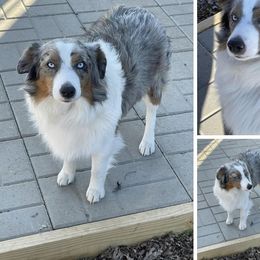 BoBo - Toy Australian Shepherd