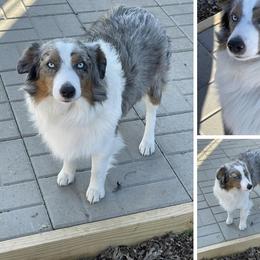 BoBo - Toy Australian Shepherd