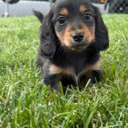 Lady - Black and tan female Dachshund puppy in Anderson, California from FiveThreeZeroMiniDachshunds