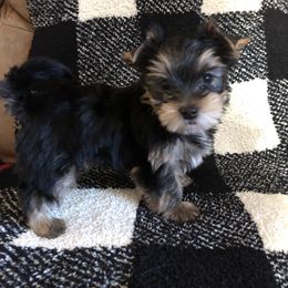 Yorkshire Terrier Puppies from MagnoliaYorkies
