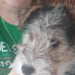 Wire Fox Terriers from Starwyre