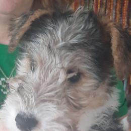 Wire Fox Terriers from Starwyre