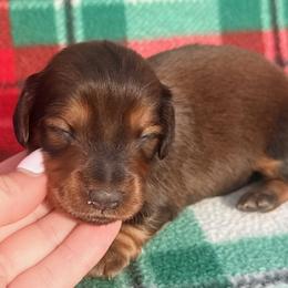Sterling - Red male Dachshund puppy in Chelsea, Oklahoma from Elite Puppies of Oklahoma, LLC