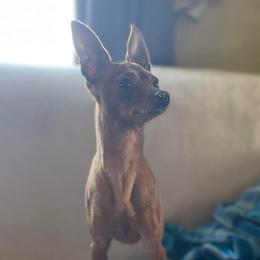 Hero - Red Miniature Pinscher puppy in Oklahoma from Waldron Family Min Pins