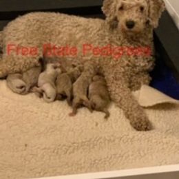 Goldendoodle, Bernedoodle, Poodle, Sheepadoodle, and Yorkshire Terrier Puppies from Free State Pedigrees