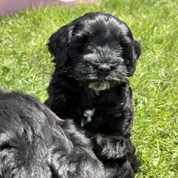 Australian Labradoodle and Labradoodle Puppies from Tango Wool Labradoodles