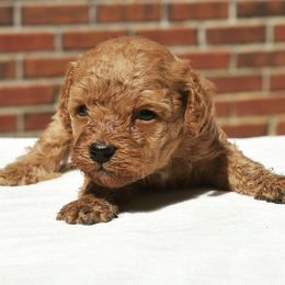 Miniature Schnauzer and Poodle Puppies from Lorraine Finley