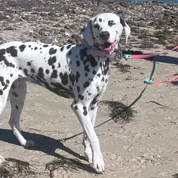 Allie - Dalmatian