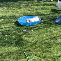 Golden Retriever Puppies from Snow Walker Goldens