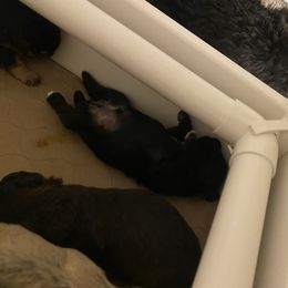 Schnoodle Puppies from Noodle Tings Puppies