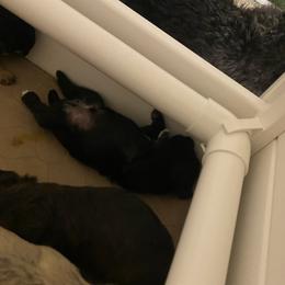 Schnoodle Puppies from Noodle Tings Puppies