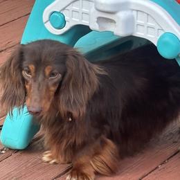 Luka - Dachshund