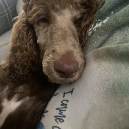 Goldendoodle and Poodle Puppies from Raising Your Standards